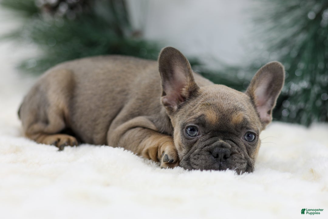 French Bulldog dogs for sale: Ivy - Ad 2