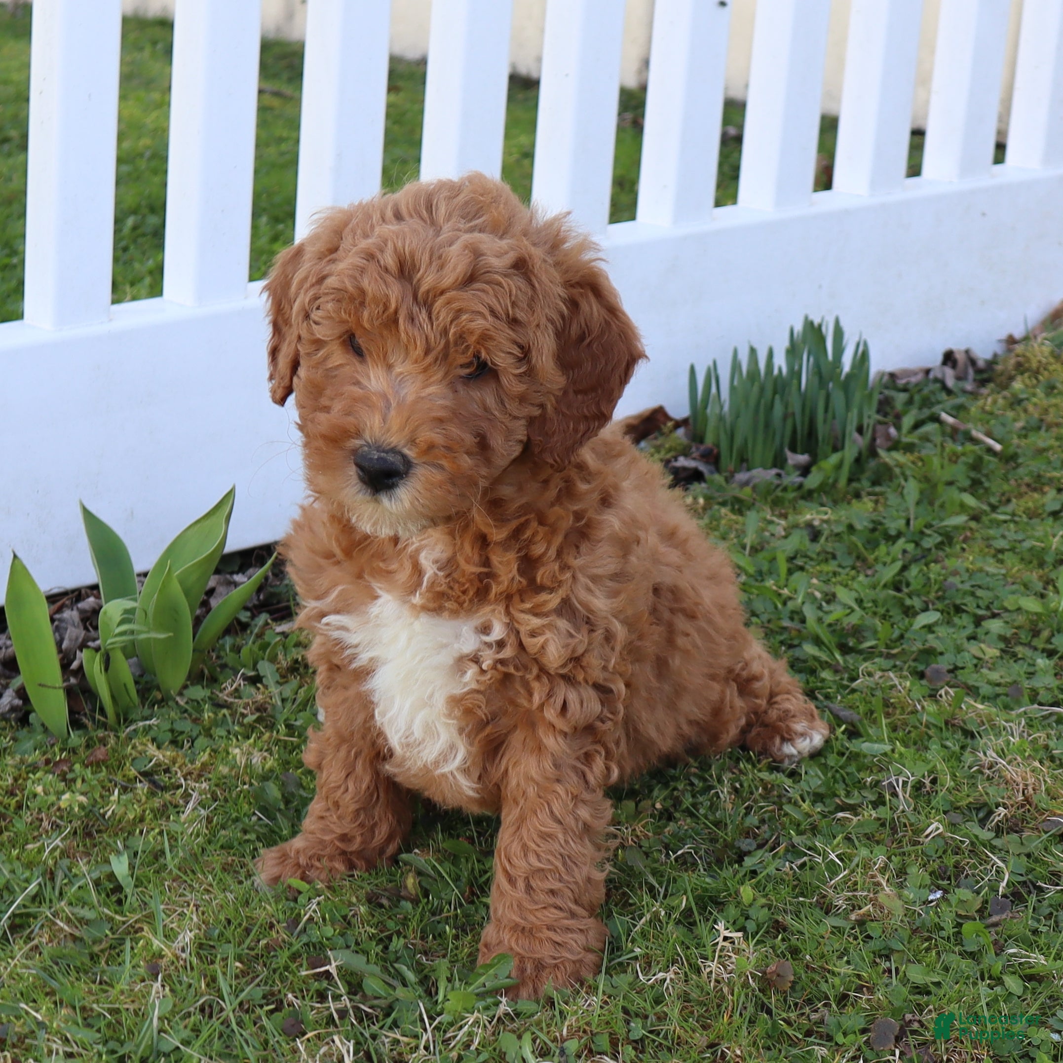 Mini Goldendoodle dogs Chuck - Ad 2
