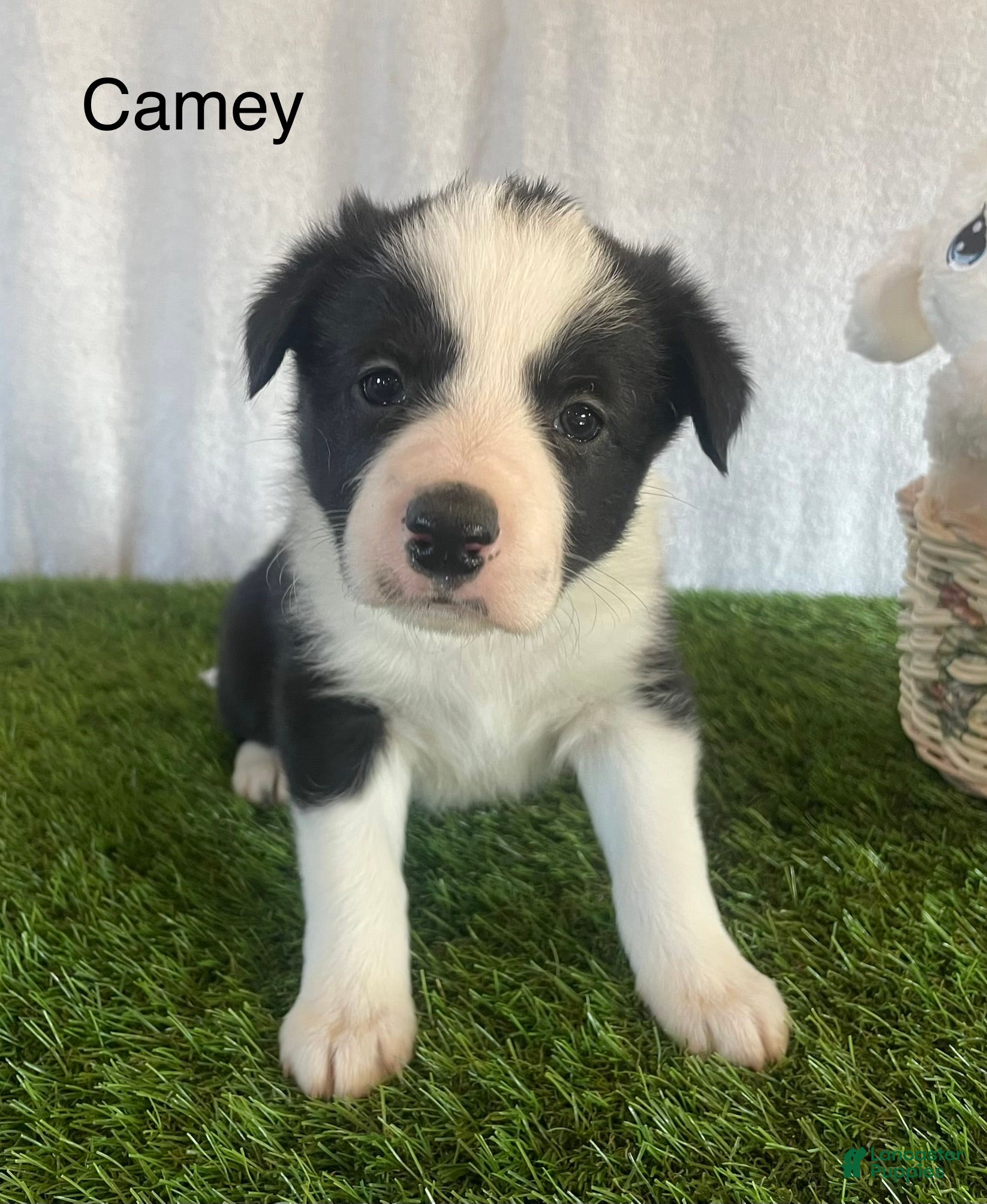 Border Collie dogs Border Collie Puppy 2 - Ad 1