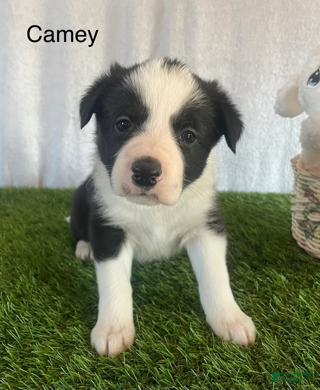 Border Collie dogs for sale: Border Collie Puppy 2 Camey - Ad 1