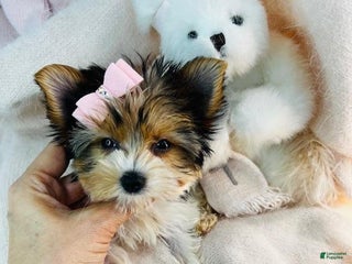 Yorkshire Terrier dogs - Ad 28