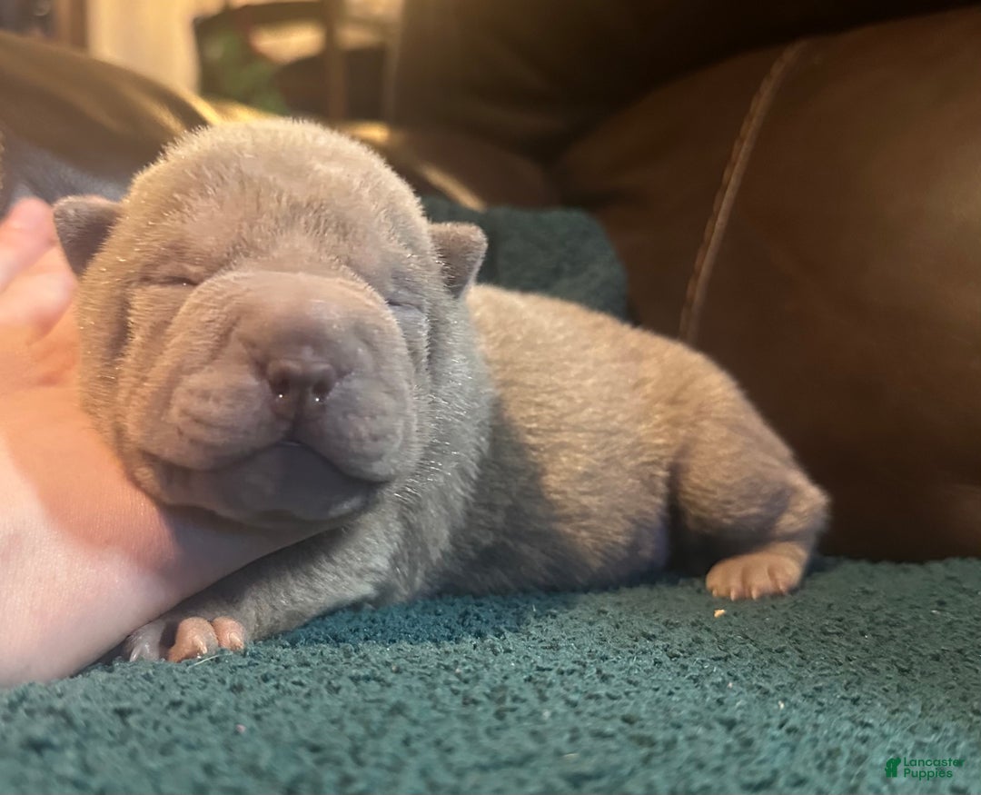 Shar Pei dogs for sale: Rose - Ad 2