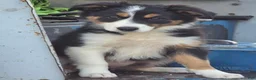 Border Collie dogs for sale: Lucy - Ad 2
