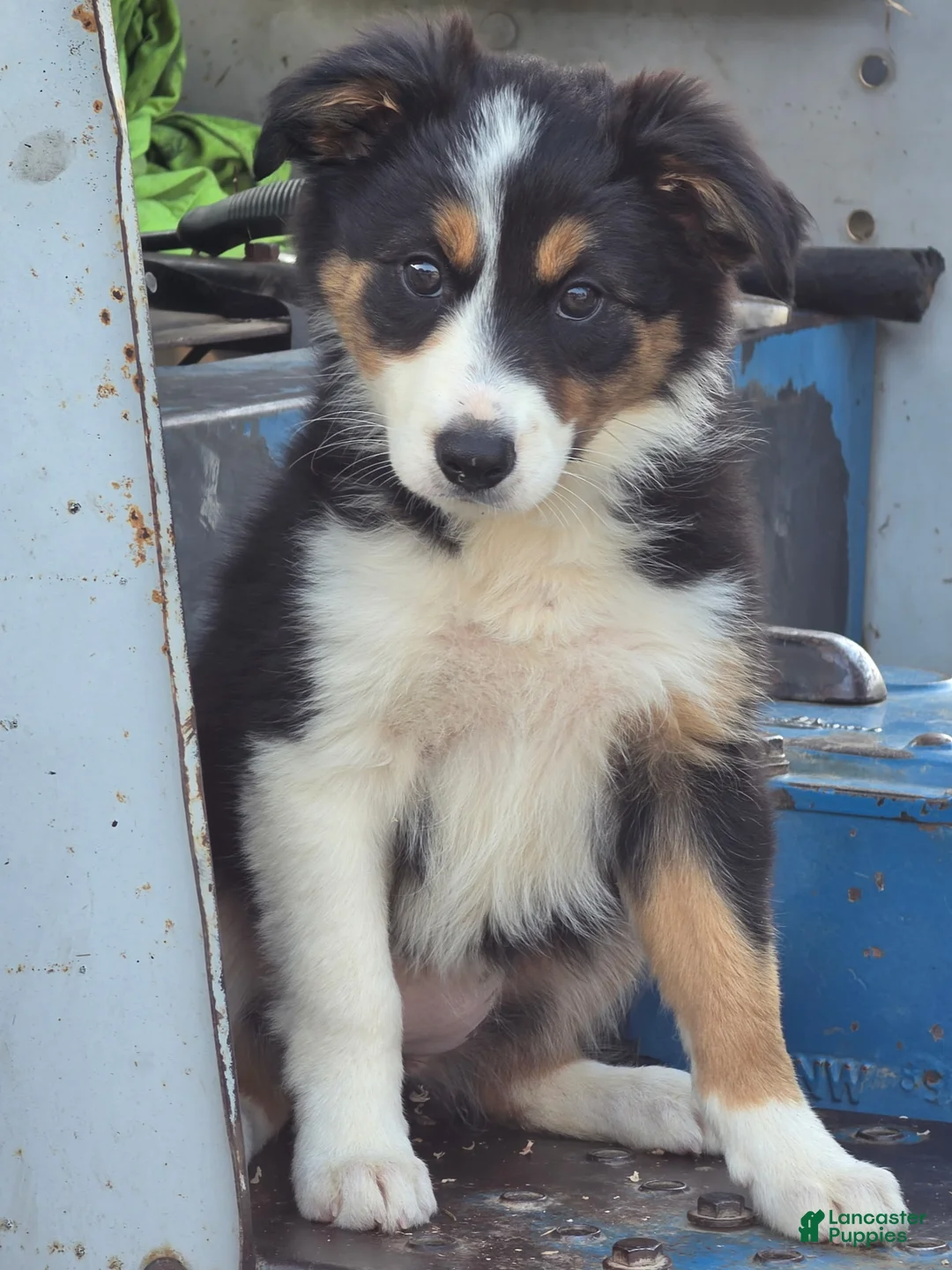 Border Collie dogs for sale: Lucy - Ad 2