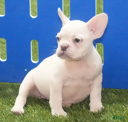 French Bulldog dogs Sasha - Ad 42