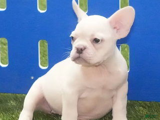 French Bulldog dogs Sasha - Ad 42