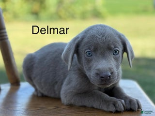 Labrador Retriever dogs - Ad 30