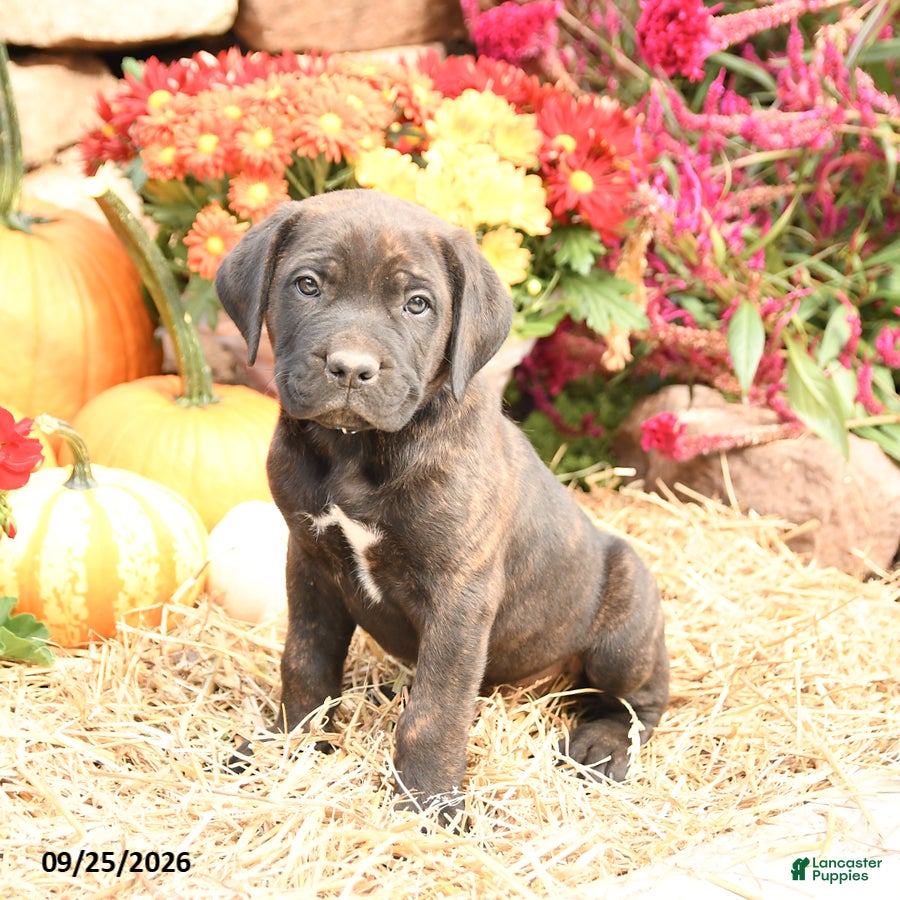 Cane Corso dogs Drake - Ad 2
