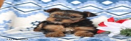 Yorkshire Terrier dogs for sale: Dasher - Ad 4