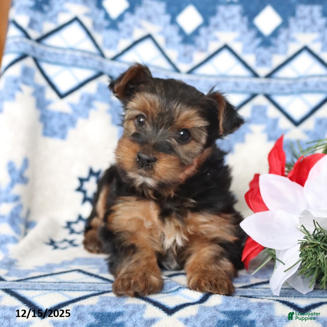Yorkshire Terrier dogs for sale: Dasher - Ad 4