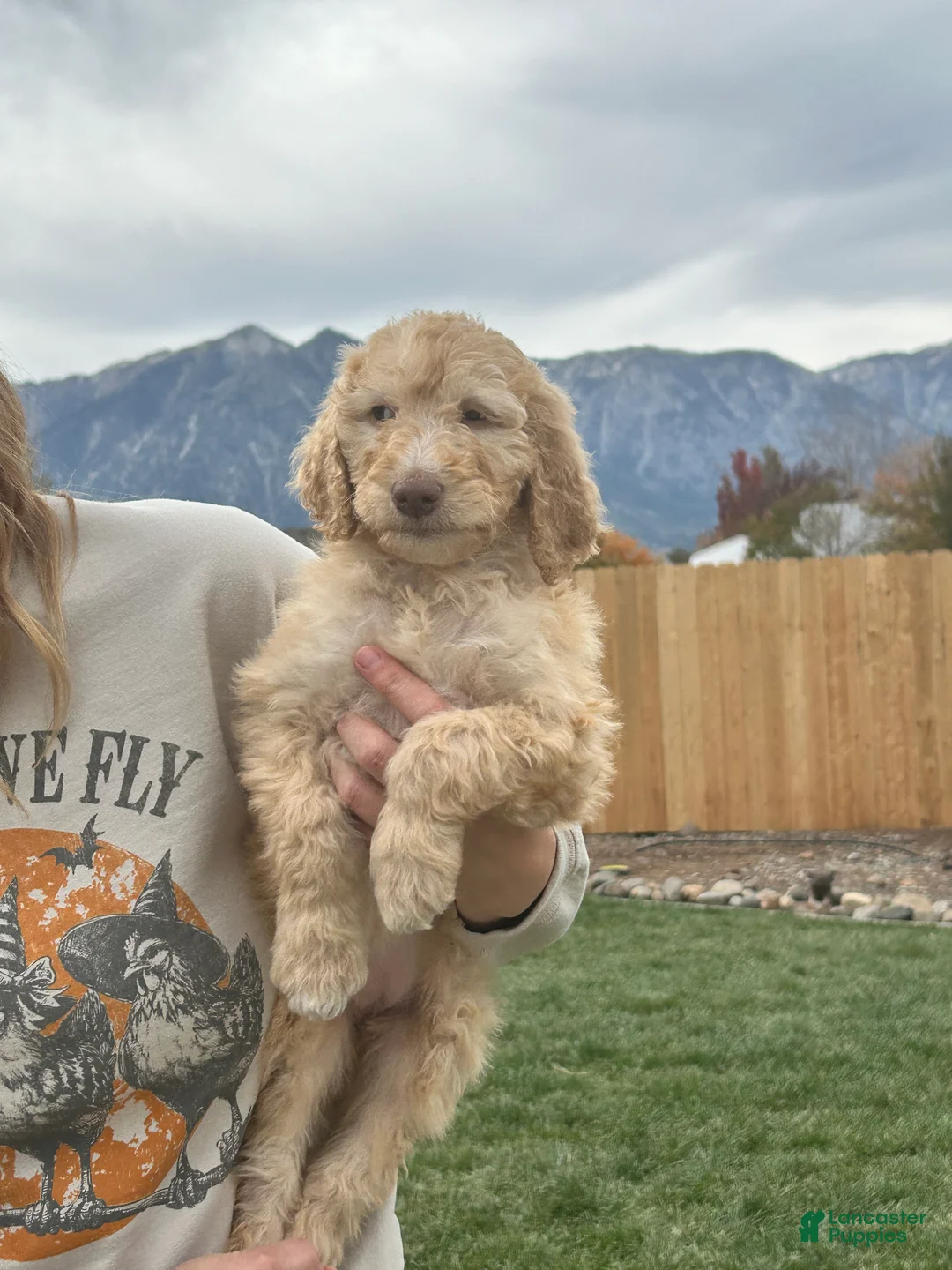 Standard Poodle dogs for sale: Standard Poodle 8 - Ad 2