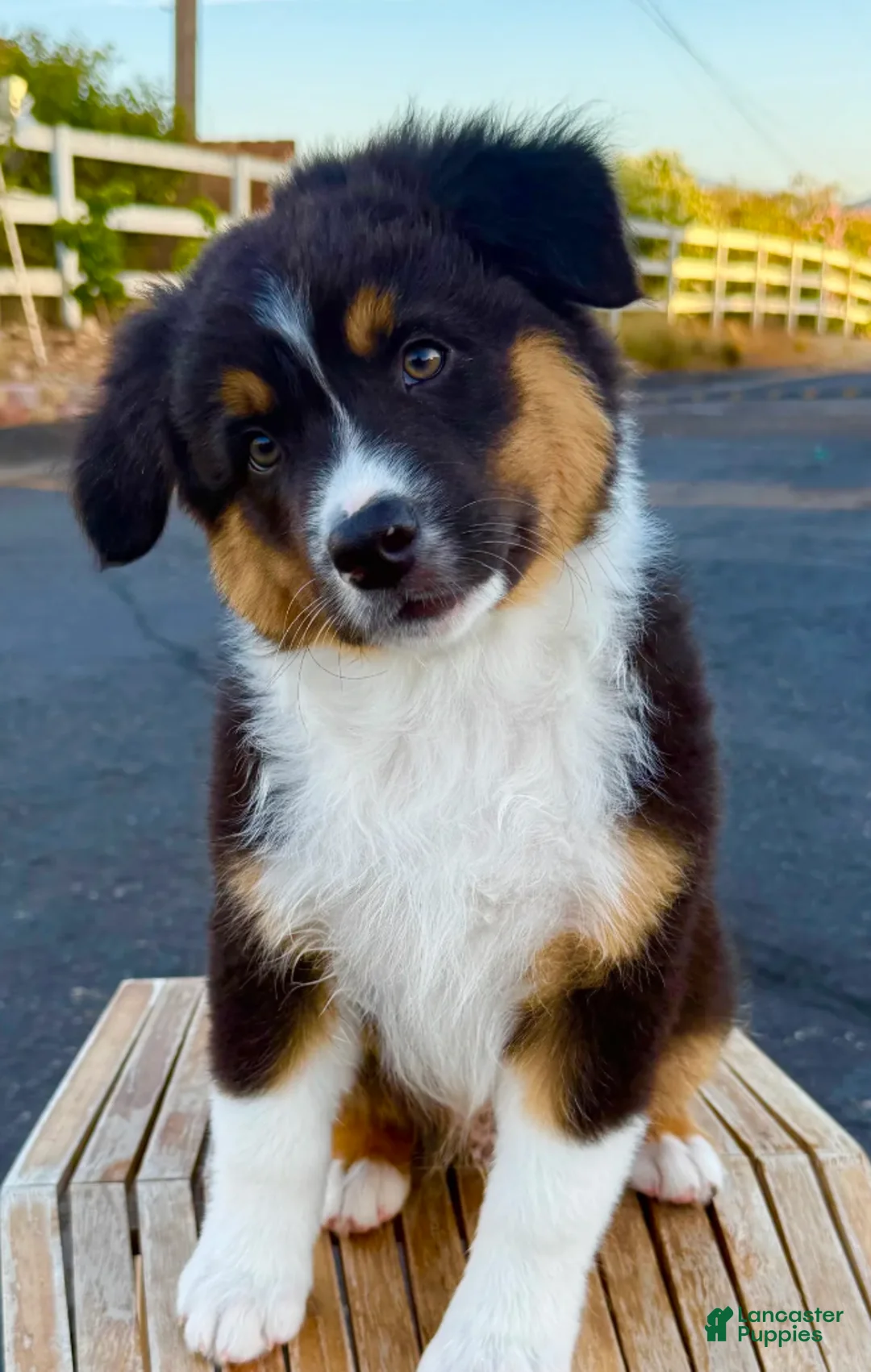 Australian Shepherd dogs for sale: Atlas - Ad 1