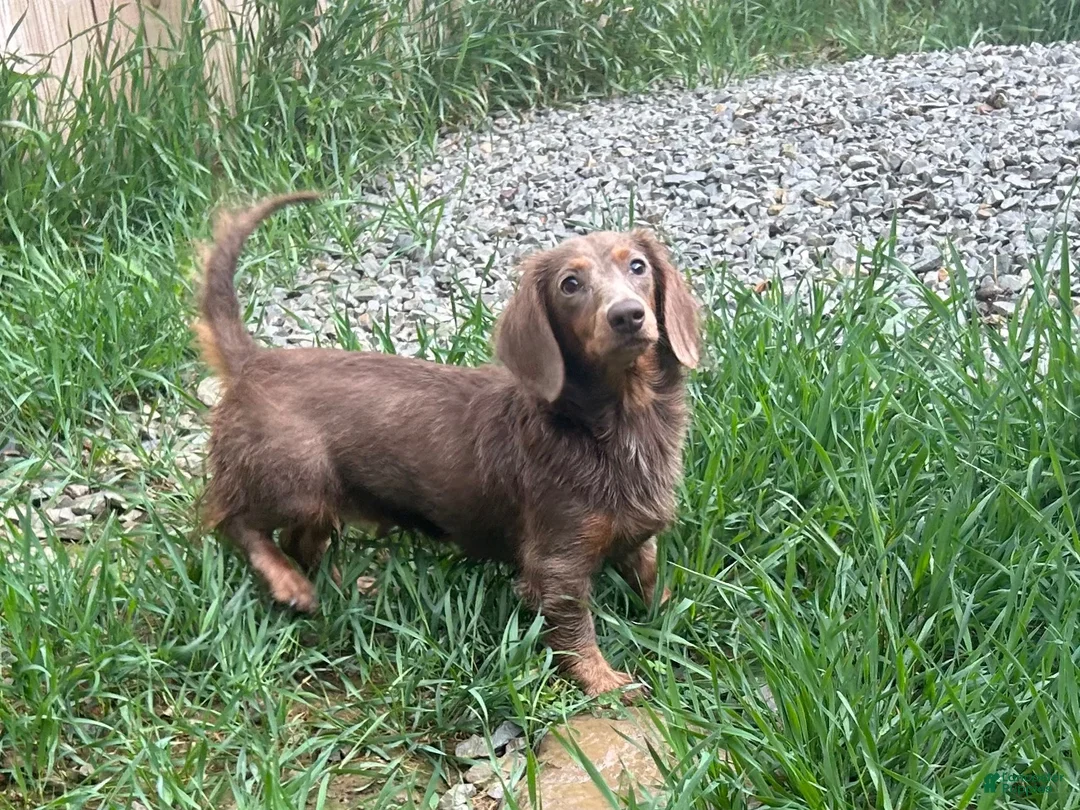 Miniature Dachshund dogs for sale: Mindy  - Ad 9