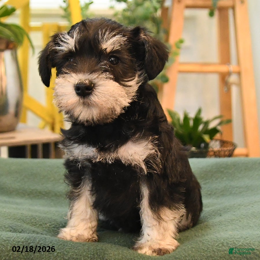 Miniature Schnauzer dogs Bella   - Ad 2