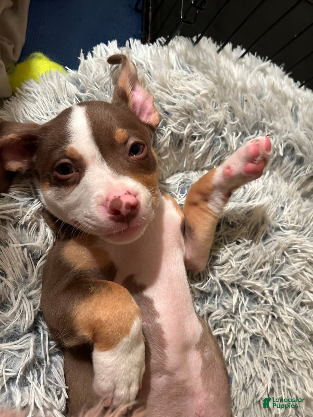 American Pit Bull Terrier dogs for sale: American Pit Bull Terrier Puppy 1 - Ad 12