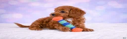 Cavapoo dogs for sale: Daisy - Ad 1