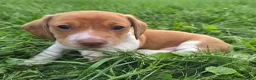 Dachshund dogs for sale: Gus - Ad 4