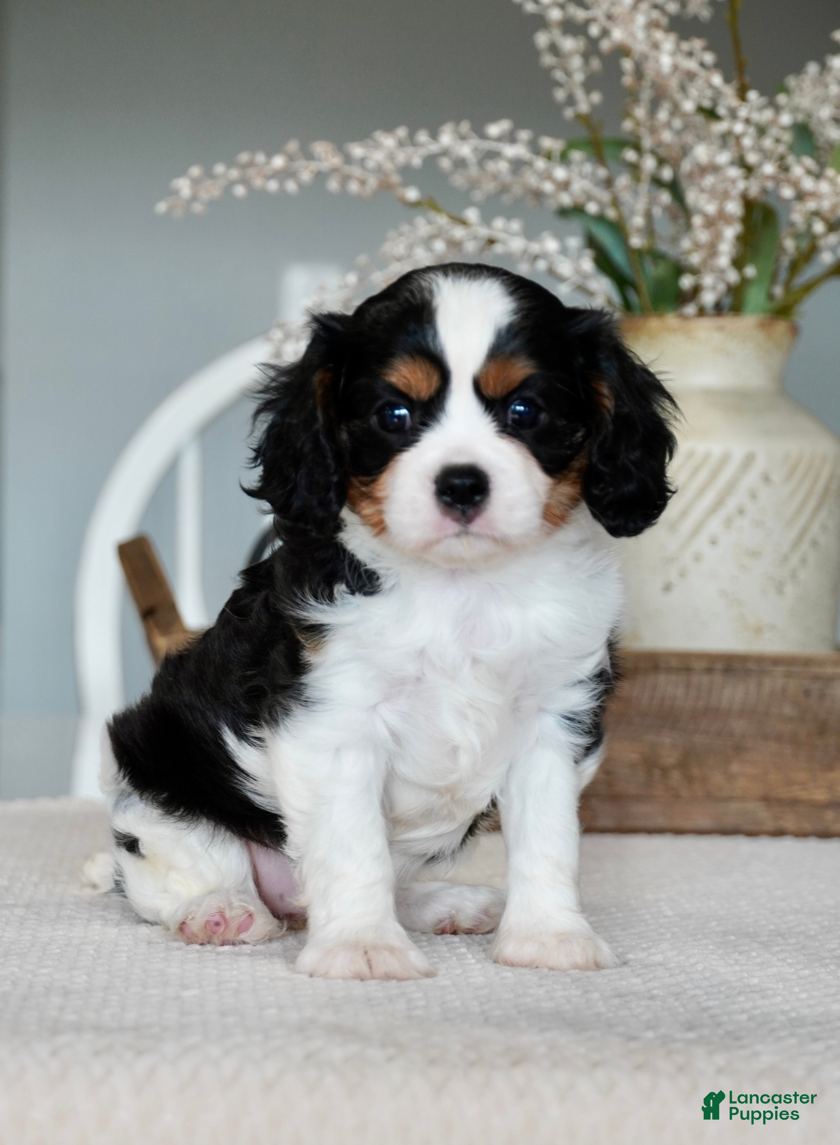 Cavalier King Charles Spaniel dogs Hazel - Ad 1
