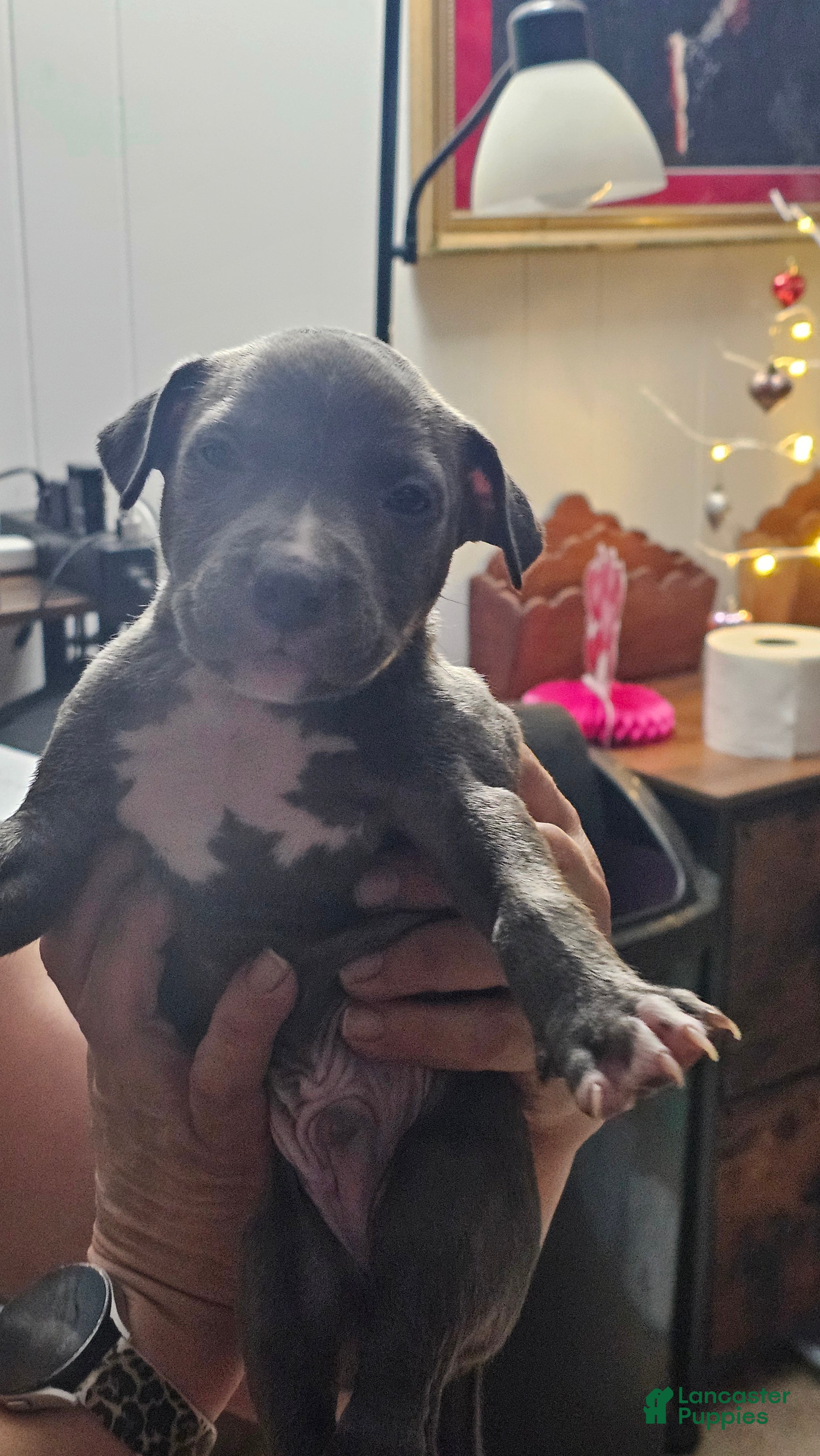 American Pit Bull Terrier dogs Blue Nose Pitbul Cash - Ad 30