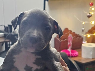 American Pit Bull Terrier dogs Blue Nose Pitbul Cash - Ad 39