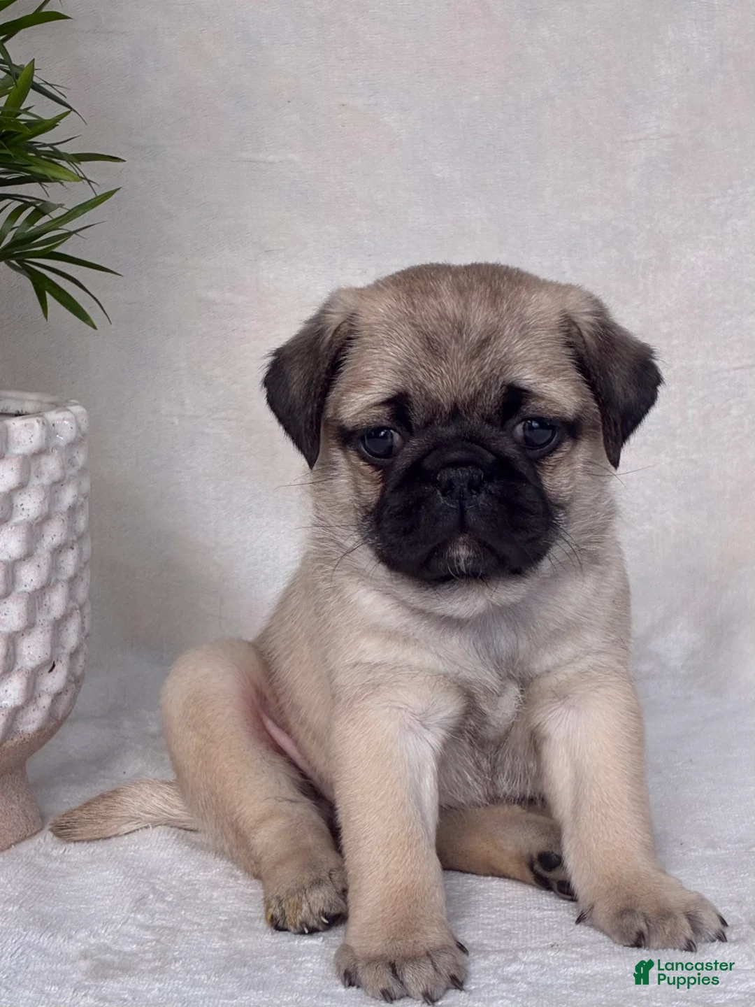 Pug dogs for sale: Bella - Ad 1