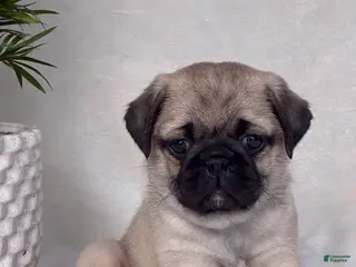 Pug dogs Bella - Ad 7