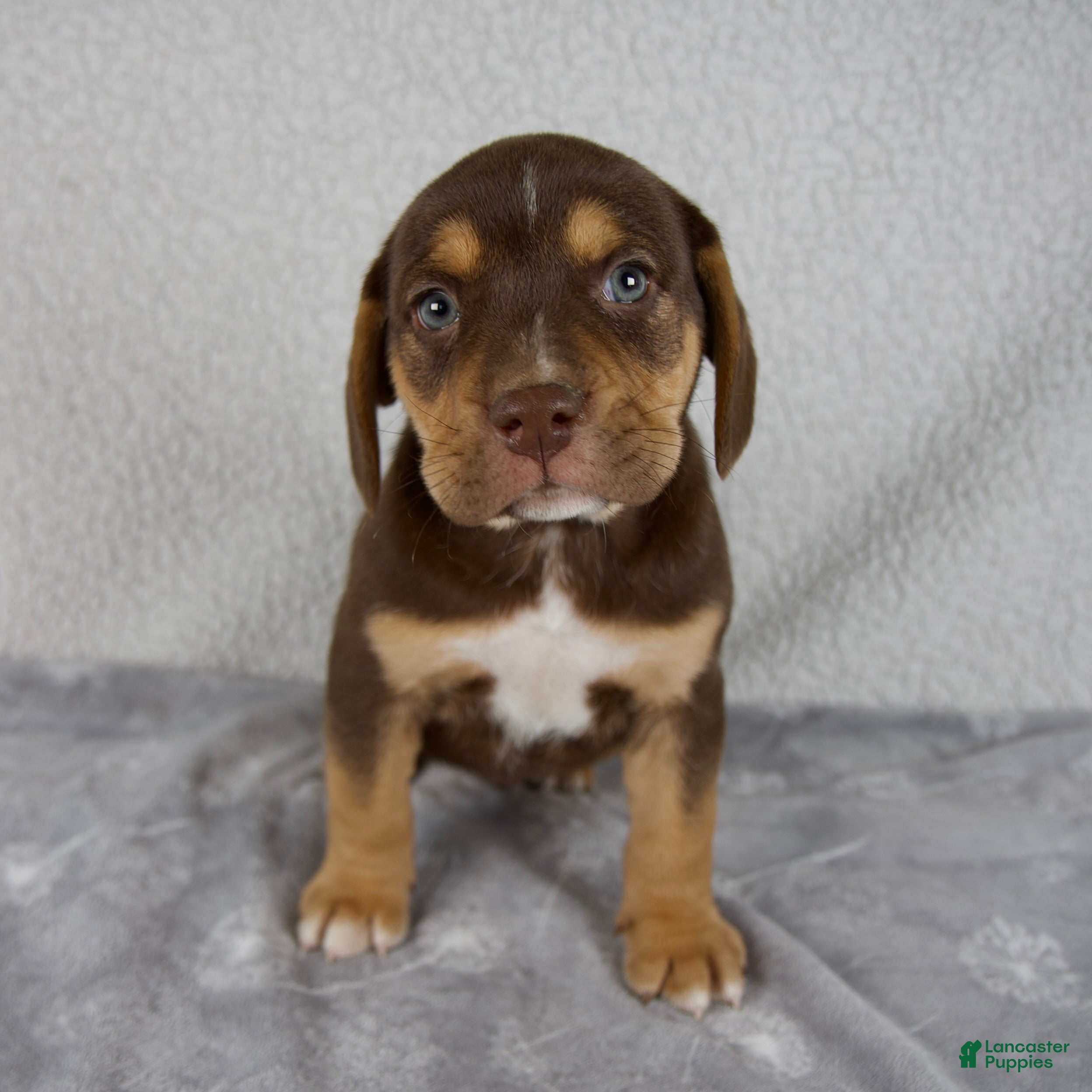 Beabull dogs Luie - Ad 1