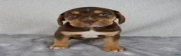 Beabull dogs for sale: Luie - Ad 1