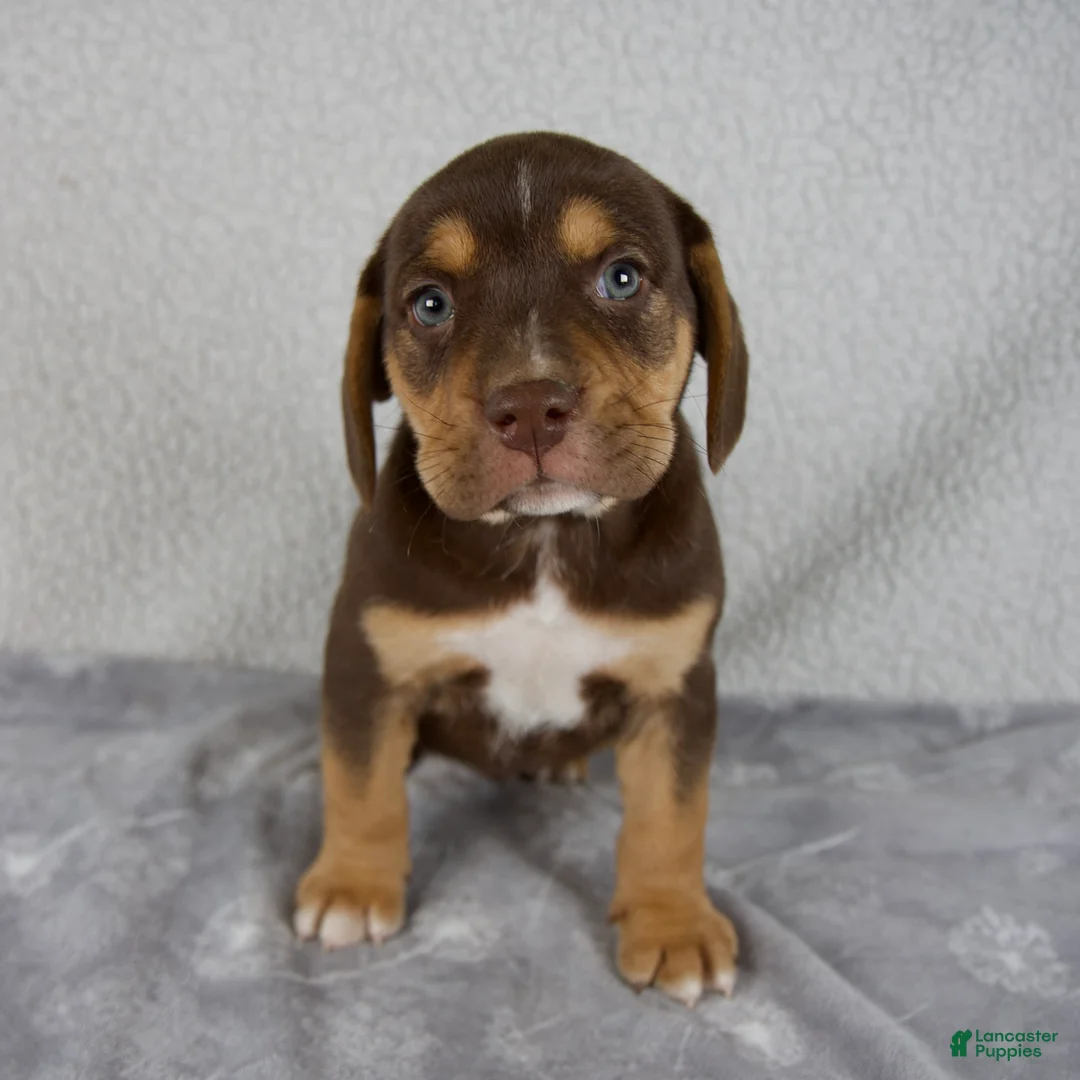Beabull dogs for sale: Luie - Ad 1