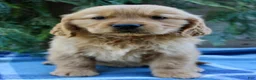 Golden Retriever dogs for sale: Barney  - Ad 4