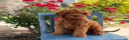 Mini Goldendoodle dogs for sale: Cookie - Ad 8