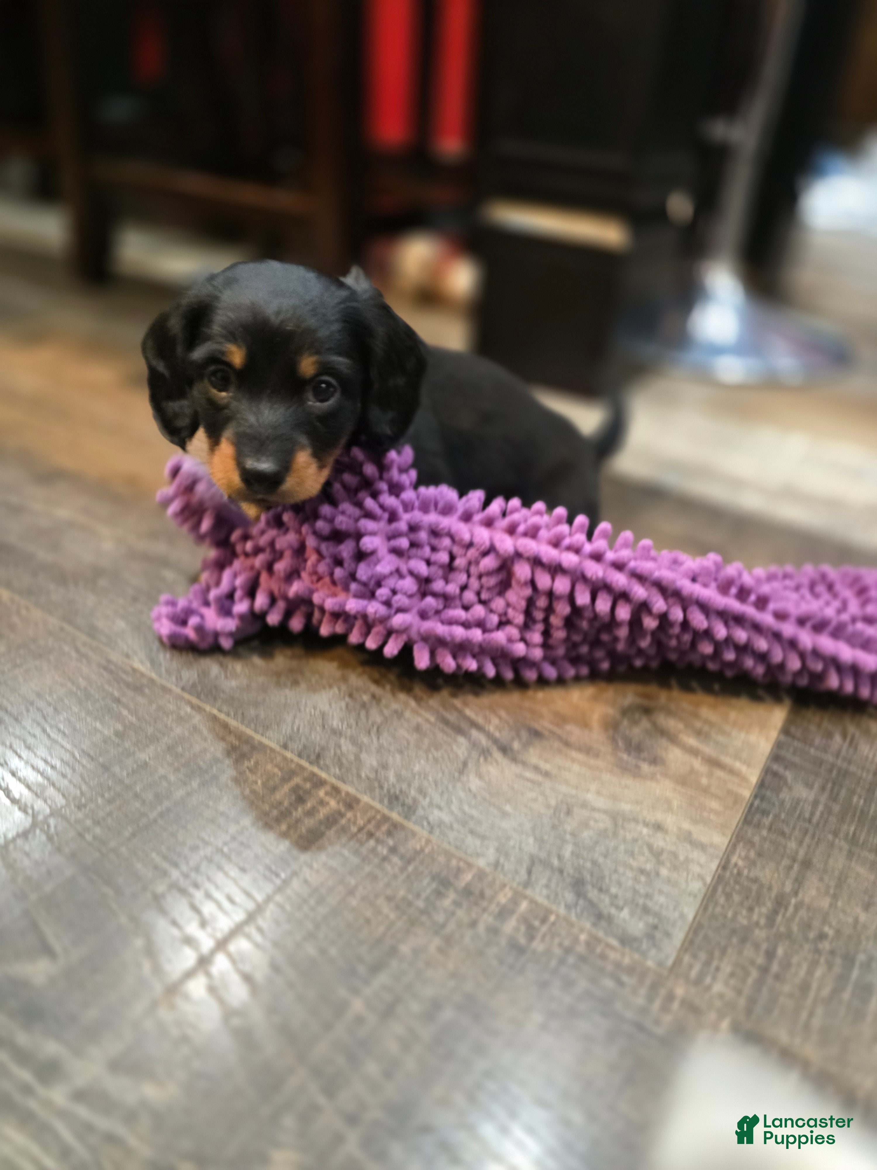 Miniature Dachshund dogs Jet - Ad 7