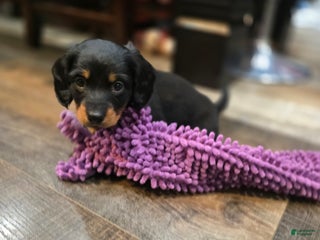 Miniature Dachshund dogs Jet - Ad 26