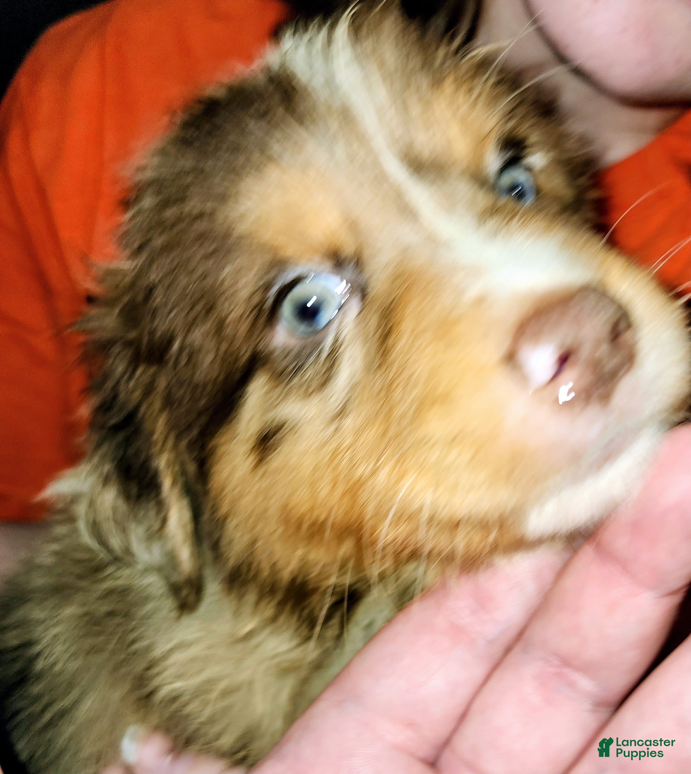 Australian Shepherd dogs Chris - Ad 2