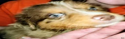 Australian Shepherd dogs for sale: Chris - Ad 5