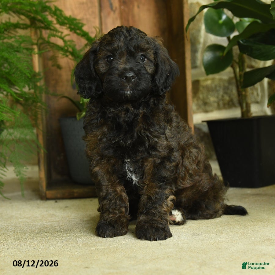 Cavapoo dogs Flint - Ad 2