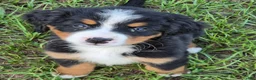 Bernese Mountain Dog dogs for sale: Bella - Ad 3