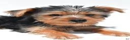 Yochon dogs for sale: Jip - Ad 5