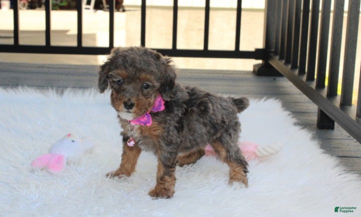 Miniature Poodle dogs Aurora  - Ad 2