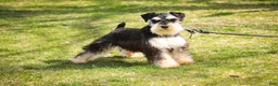 Miniature Schnauzer dogs for sale: Felix - Ad 1