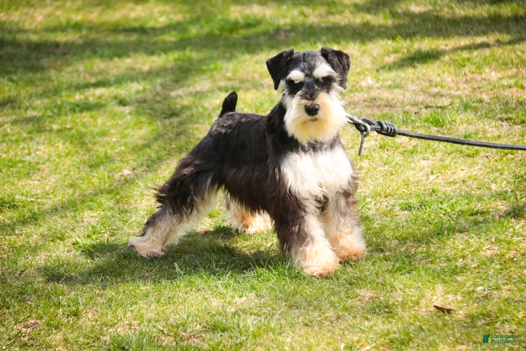 Miniature Schnauzer dogs for sale: Felix - Ad 1