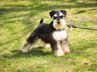 Miniature Schnauzer dogs for sale: Felix - Ad 2