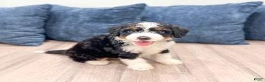 Molly