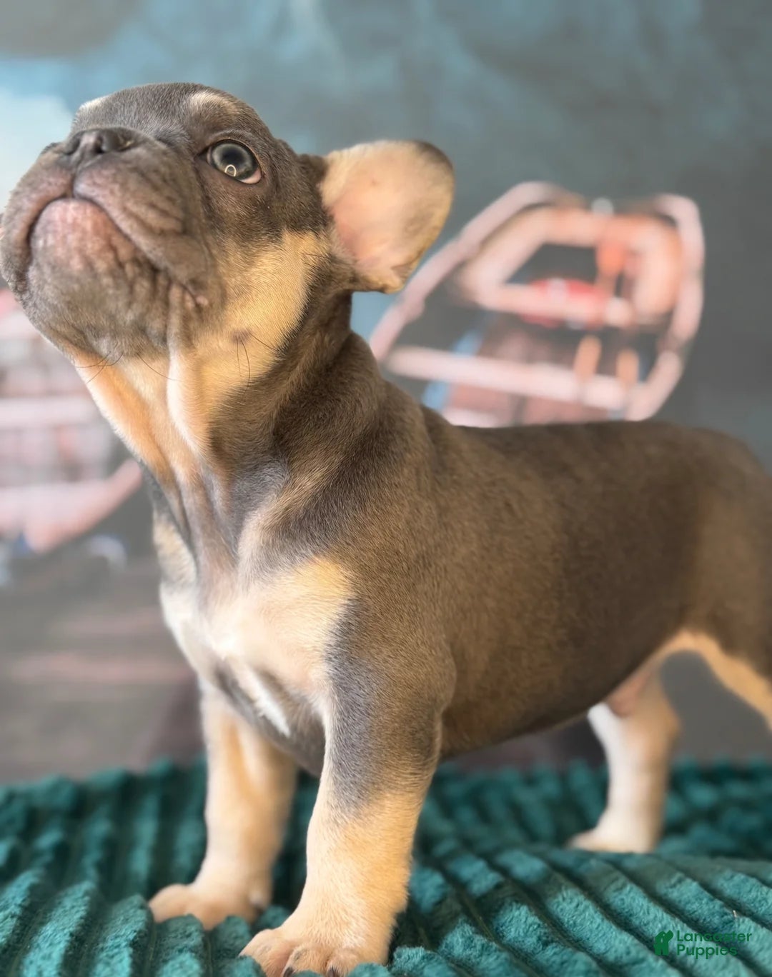 French Bulldog dogs Cooper - Ad 26