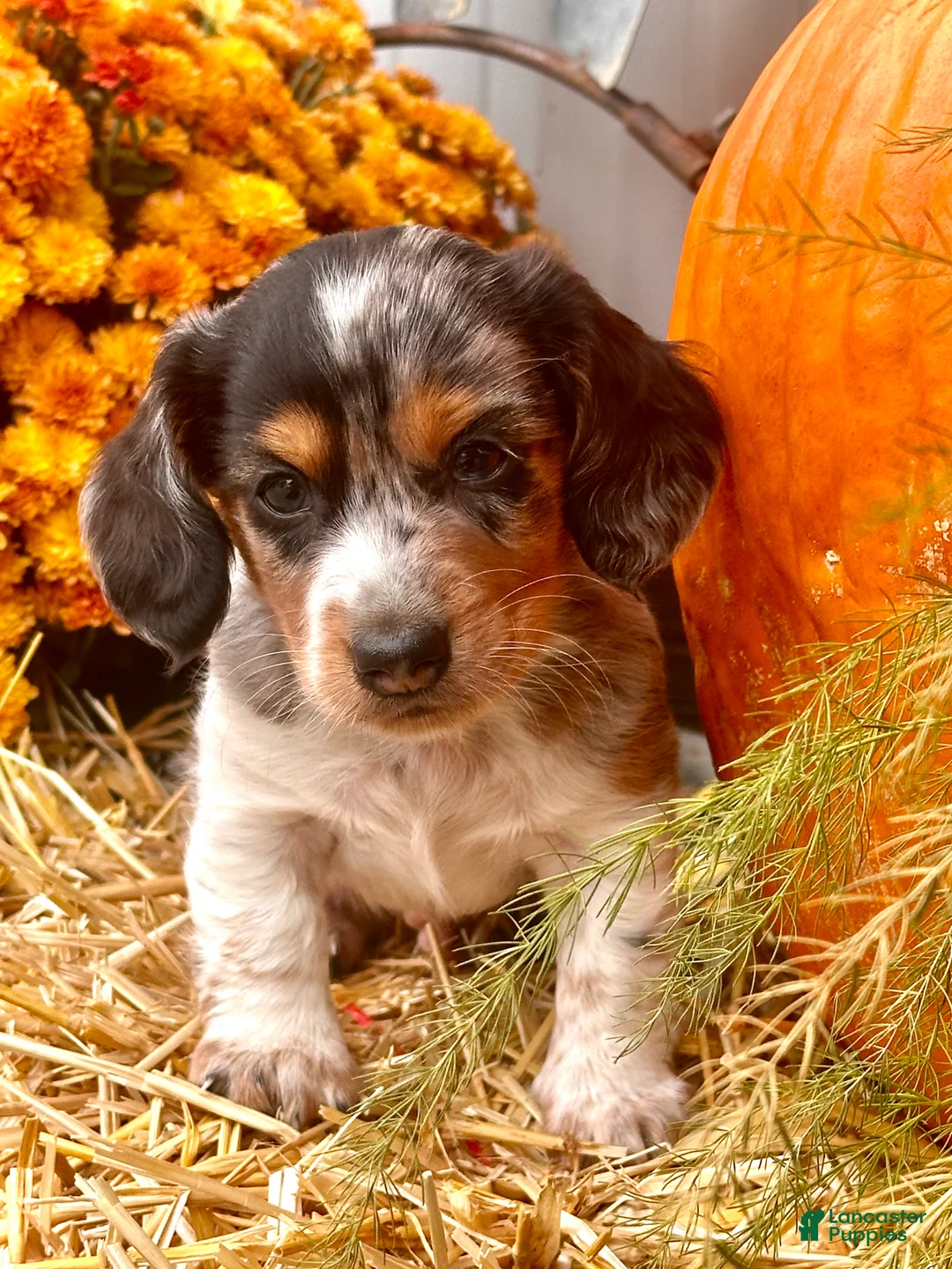 Miniature Dachshund dogs for sale:  LIL' PEPPERJACK - Ad 1