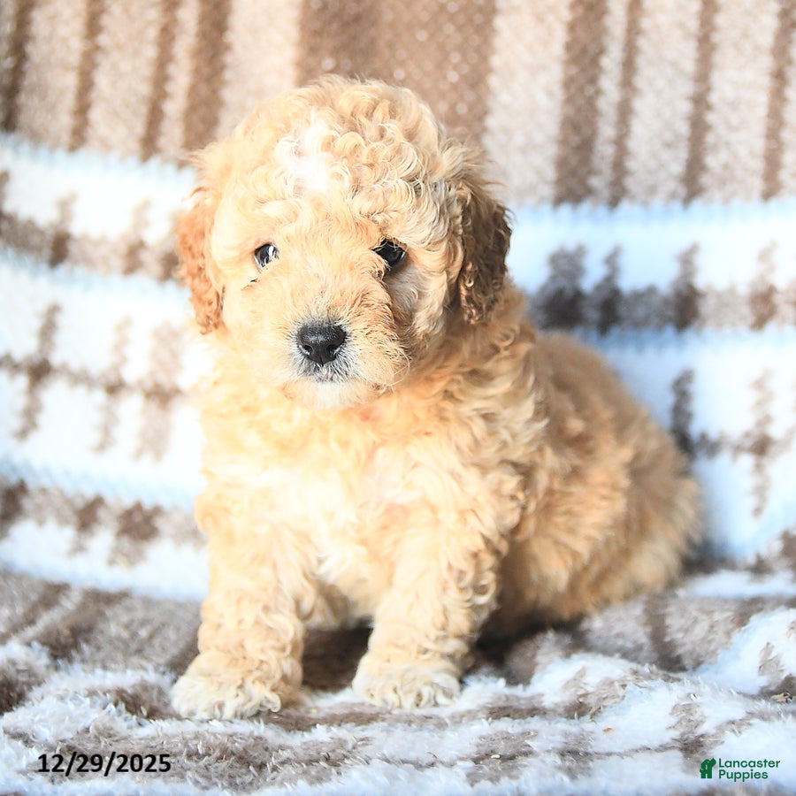 Miniature Poodle dogs Lexi  - Ad 24