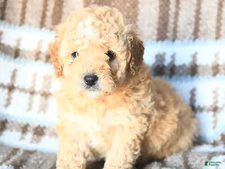 Miniature Poodle dogs Lexi - Ad 3