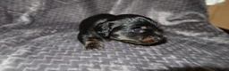 Dachshund dogs for sale: Dachshund Puppy 4 - Ad 2