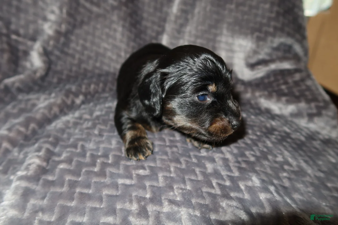 Dachshund dogs for sale: Dachshund Puppy 4 - Ad 2