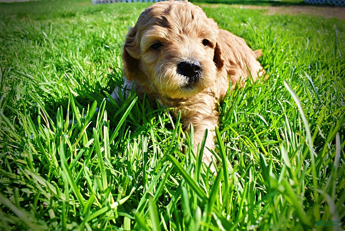 Havapoo dogs Murphy - Ad 10